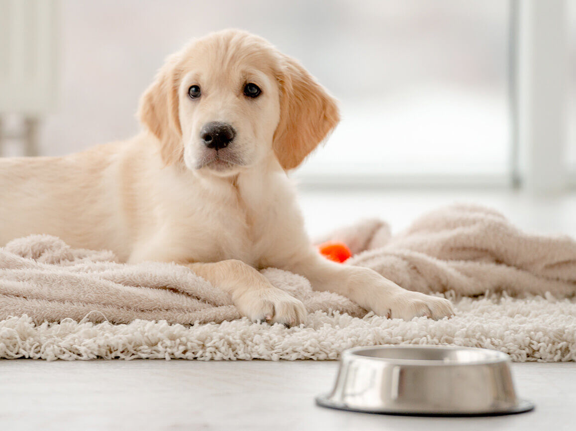 When Should I Schedule a Vaccine Appointment for my Puppy-1