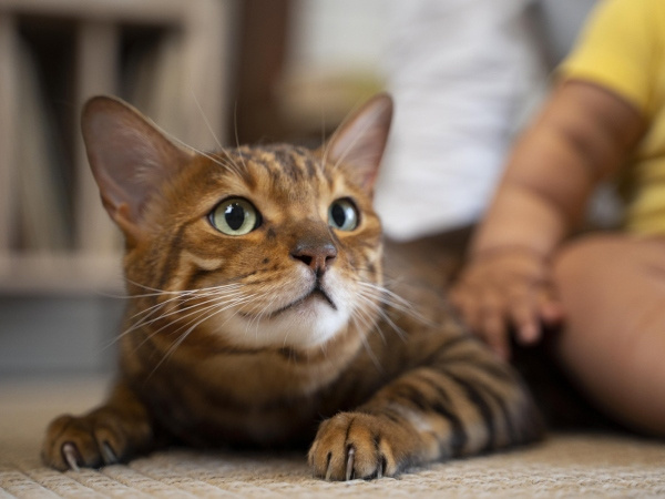 cat-05