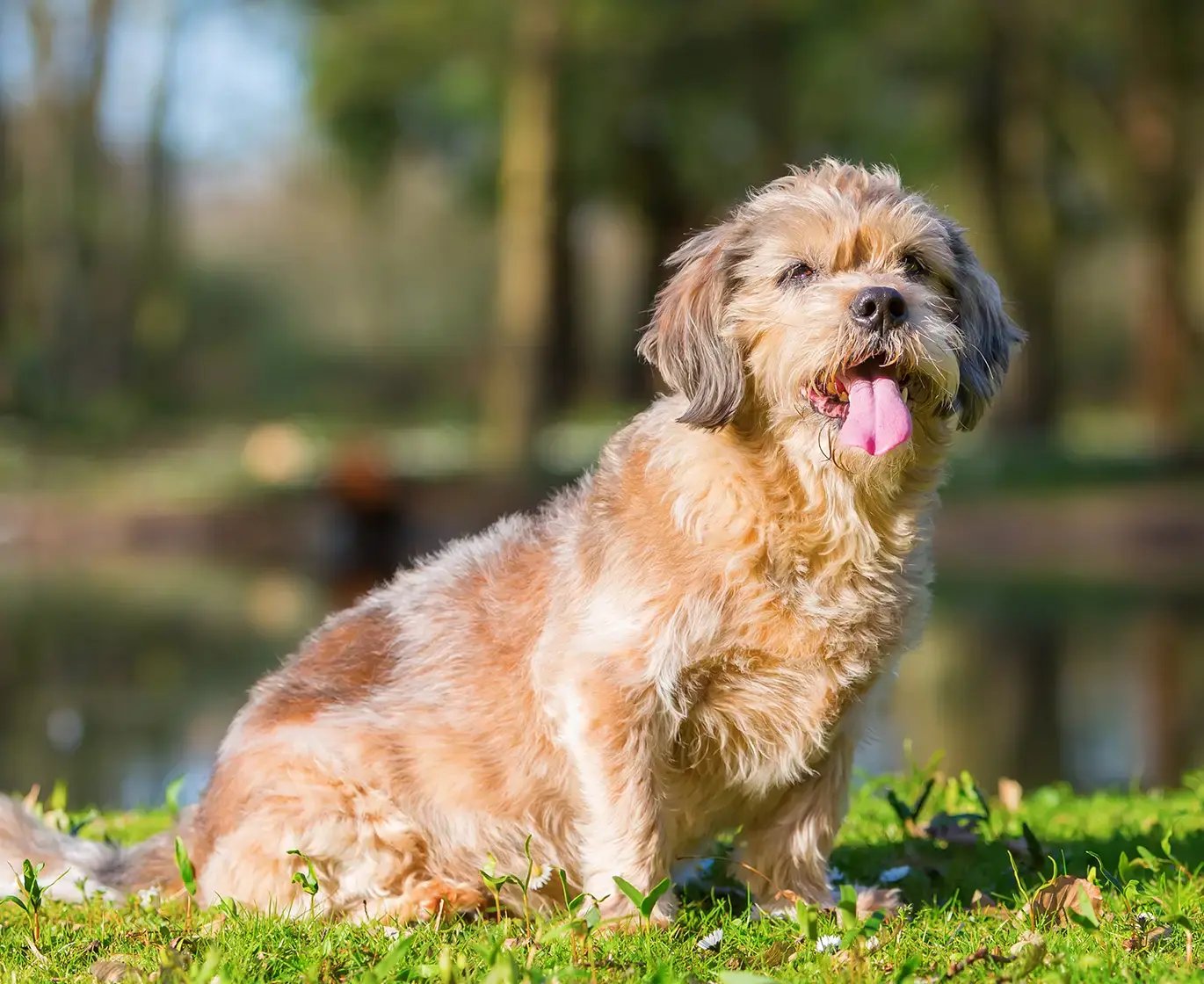 portrait of a cute older dog